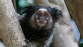 Zoo Marmosets Get Hold of a Phone and Total Cuteness Ensues