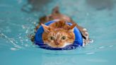 Evansville's Internet-famous fat cat continues to drop pounds in the swimming pool