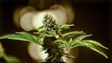 Wichita City Council votes to decriminalize marijuana possession, fentanyl test strips