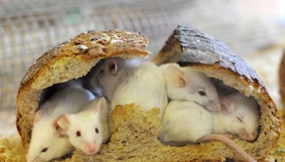 La edición genética logra ampliar la supervivencia en ratones con atrofia muscular espinal