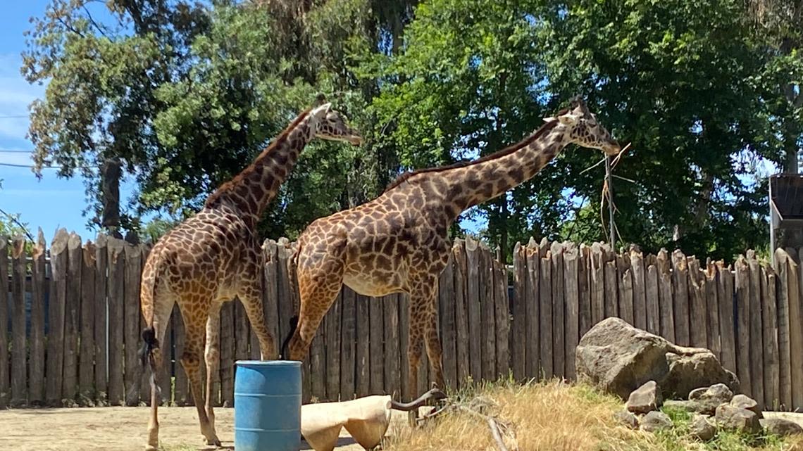 Mixed feelings surround Elk Grove Zoo as city council prepares for vote