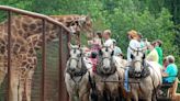 ¡Prohíben alimentar a los animales de Lazy 5 Ranch en auto! Esto pasará con la atracción - La Noticia