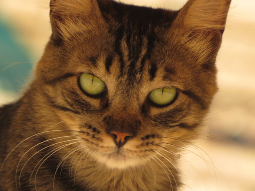 Mom ‘Encroaches’ on Cat’s Personal Bed and His Reaction Is Too Funny