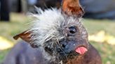 Mr. Happy Face, a 17-year-old rescue pup who was once given a few weeks to live, crowned 'World's Ugliest Dog'