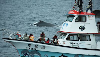 船舶、紅樹林、大翅鯨：打造藍碳生態系的同時，如何做到海洋減碳？ - TNL The News Lens 關鍵評論網