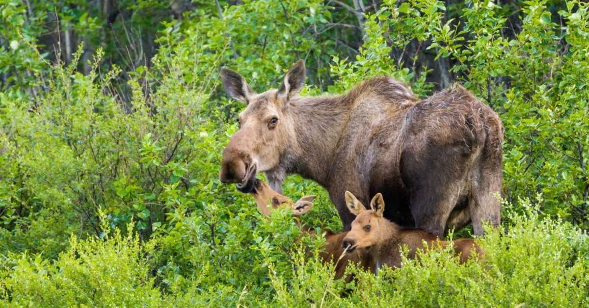 Alaska Man Killed By Moose While Trying to Take Photos of Newborn Calves