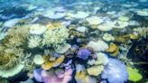 La Gran Barrera de Coral amenazada por el blanqueamiento masivo