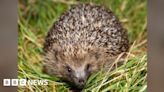 People urged to be mindful of hedgehogs on Isle of Man roads