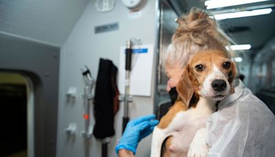 Animal breeder Envigo to pay record $35M fine in welfare case involving 4K beagles