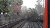 Árbol cae sobre vías de la Línea 5 del Metro afectando el servicio