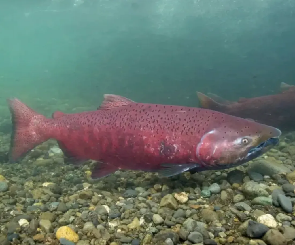 Biden administration advances bid to list Gulf of Alaska king salmon as endangered or threatened