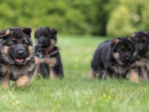 Stampede of German Shepherd Puppies Chasing Their Trainer Is Too Cute to Resist
