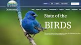 NH Audubon launches online guide to Granite State birds