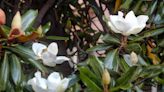 How to Grow Little Gem Magnolia Trees the Right Way