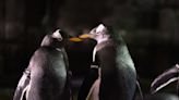 Loveland Aquarium’s penguin dating series ‘Love on Thin Ice’ attracts large TikTok following