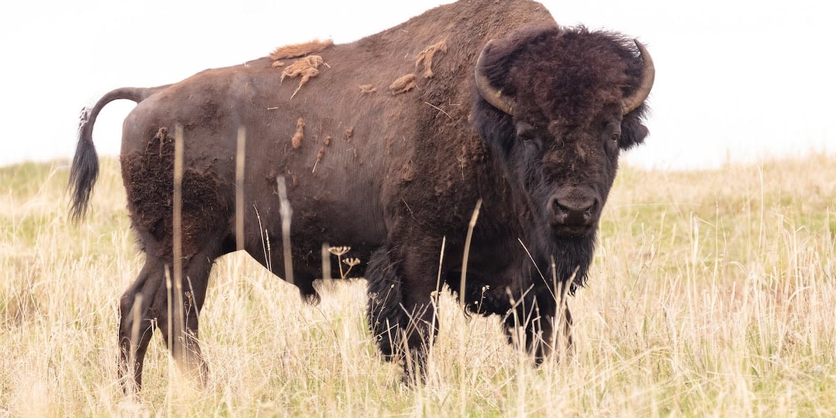 Woman, 83, gored by bison at Yellowstone