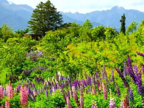 山陀兒逼近 台中高山旅遊停擺、高美濕地露營區封閉 | 山陀兒颱風 | 武陵農場 | 大紀元