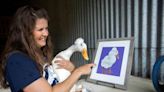 New program to let SLO County agriculture students work with local animal sanctuary