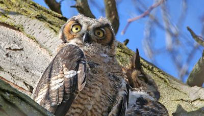 Third member of great horned owl family found dead in Chicago's Lincoln Park