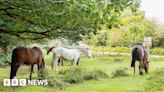 New Forest: Rubbish sculpture to tour district