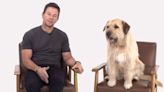 Mark Wahlberg Raises Awareness About Pet Adoption Alongside His “Arthur the King” Canine Costar: Watch