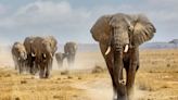 ¿Cómo se comunican los elefantes? Su variedad de señales de saludo es sorprendente