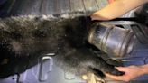 Bear cub had pet feeder stuck on head for weeks. Then rescuers stepped in, photos show