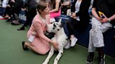 Miniature poodle named Sage wins Westminster Kennel Club dog show