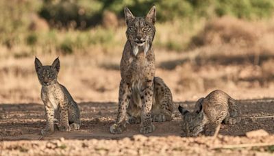 España, joya de la corona de la biodiversidad de Europa