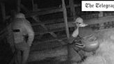 Goat rustlers who stole pets caught on CCTV