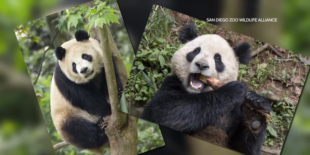 Pair of giant pandas on their way from China to San Diego Zoo under conservation partnership