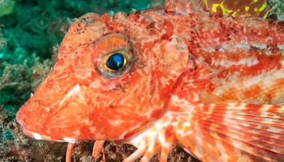 Sea robins are fish with ‘the wings of a bird and multiple legs like a crab’