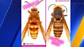 Cicada killer wasps being mistaken for Asian giant hornets; here’s how to tell the difference