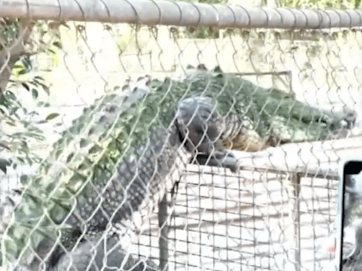 Moment deadly croc tries to CLIMB out of enclosure during feeding frenzy