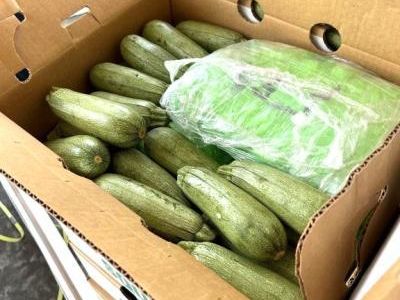 Dogs help find 6 tons of meth hidden in squash shipment in California