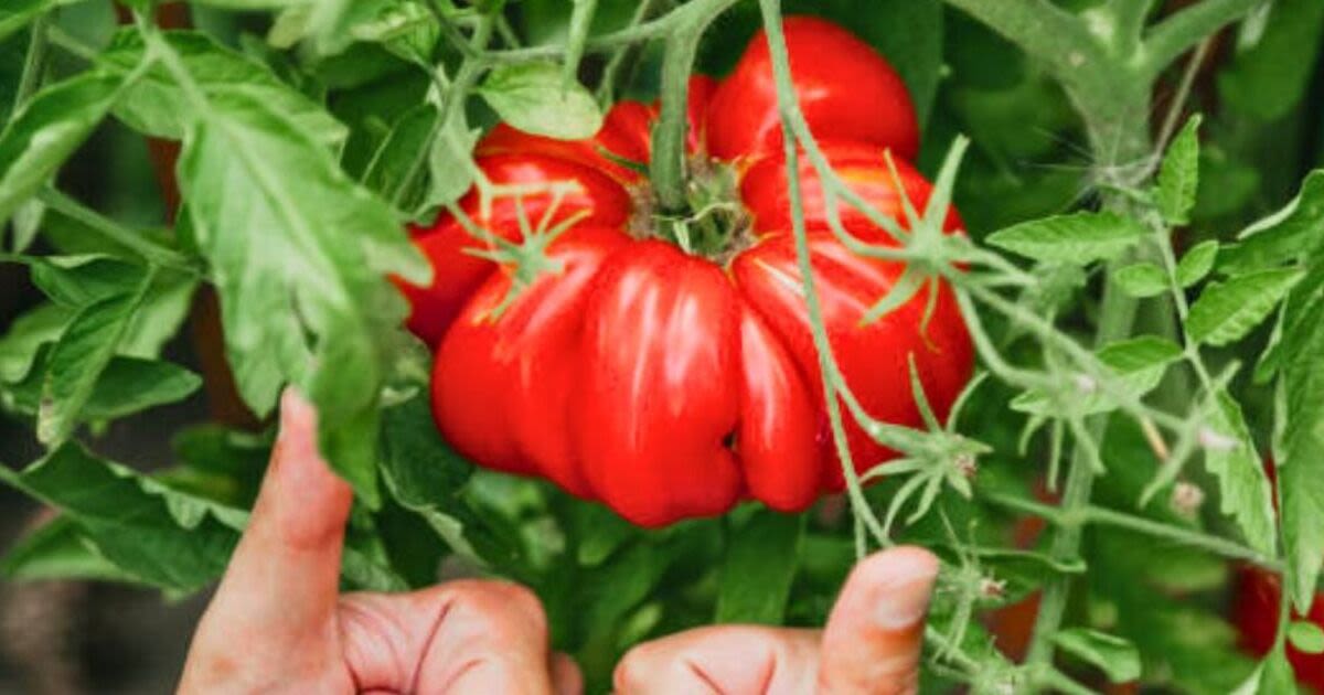 Best homemade fertiliser for tomatoes yields bigger fruit and deters slugs too