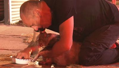 Emotional moment LA man is reunited with cat rescued from house fire