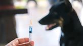Concerning Study Indicates Dog Owners are Now Skeptical About Vaccines