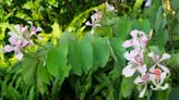 How To Grow And Care For Orchid Tree