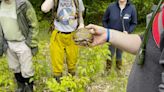 Researchers go hunting for turtles to help keep them alive