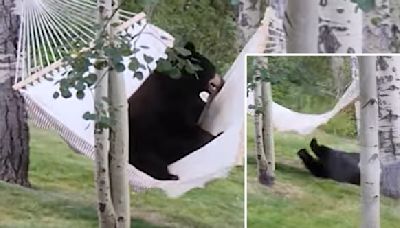 Bear Gets More And More Frustrated With Hammock In Hilarious Video