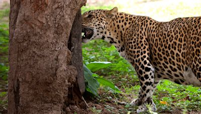 Human-leopard conflict: State forest dept, Wildlife SOS step up awareness, mitigation methods