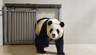 大熊貓「福寶」6月出關見客 沒受虐打黑工