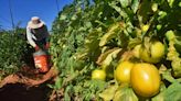 Se reduce la producción de tomates en Cochabamba, pero no en los valles cruceños