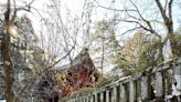 昭和櫻維繫百年台日情緣 分株種於富士山下神社 (圖)