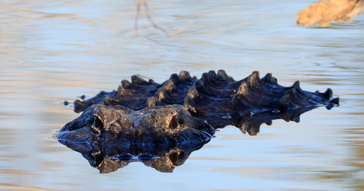 An alligator was caught on video swimming off Lake Erie's shore. Now the search in Pennsylvania is on.