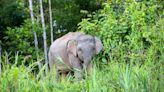 Una manada de elefantes pisotea un coche que atropelló a un bebé elefante en una carretera de Malasia