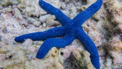 10 Starfish Species You've Probably Never Seen Before