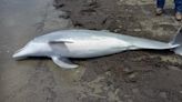 Dolphin found shot dead on a Louisiana beach