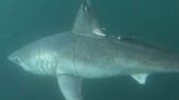 A pregnant shark was tagged and monitored for 5 months, then disappeared. Scientists now know its fate